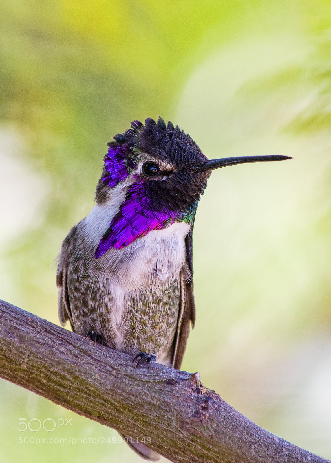 Pentax K-1 sample photo. Hummingbird portrait photography