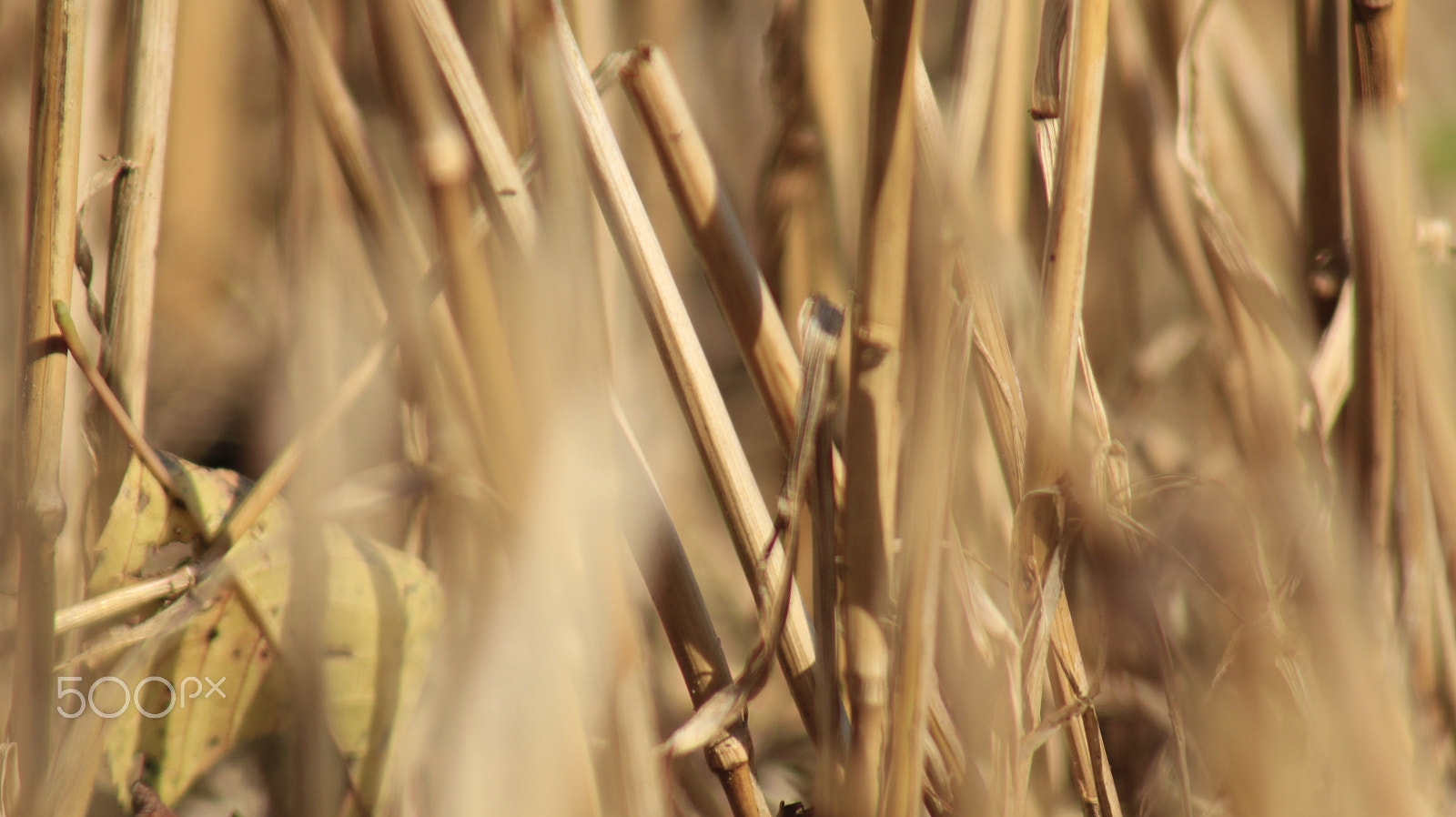 Canon EF 75-300mm f/4-5.6 sample photo. Fefd o photography