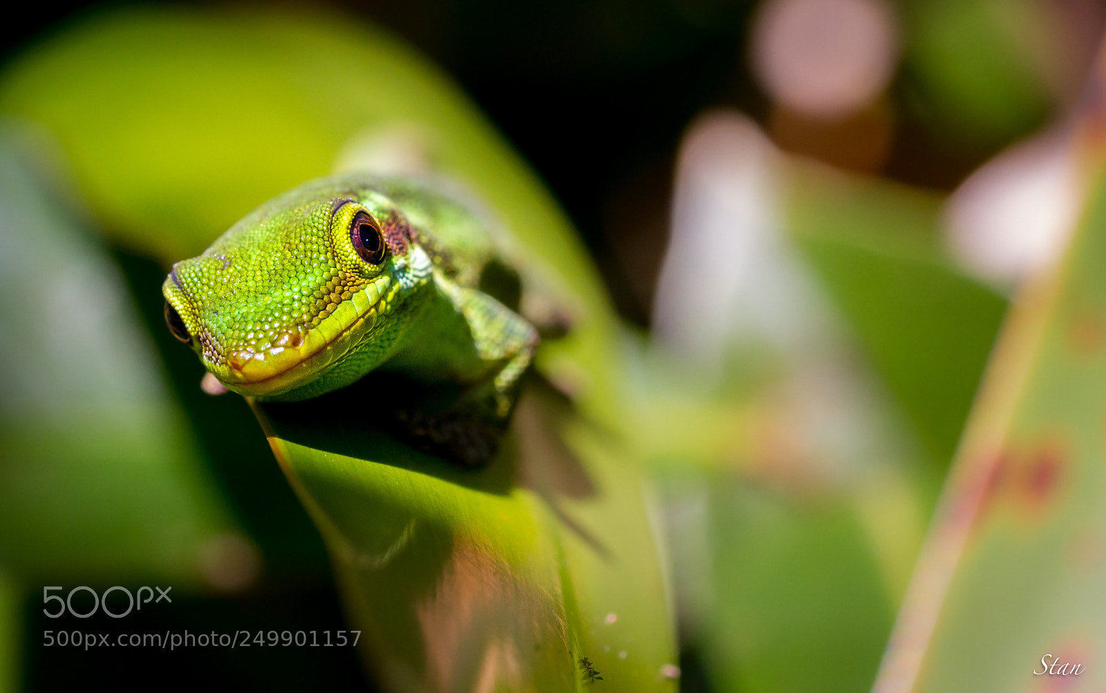 Canon EOS 7D sample photo. Gecko photography
