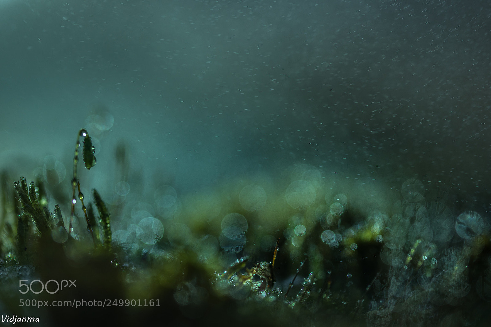 Nikon D610 sample photo. The deep photography