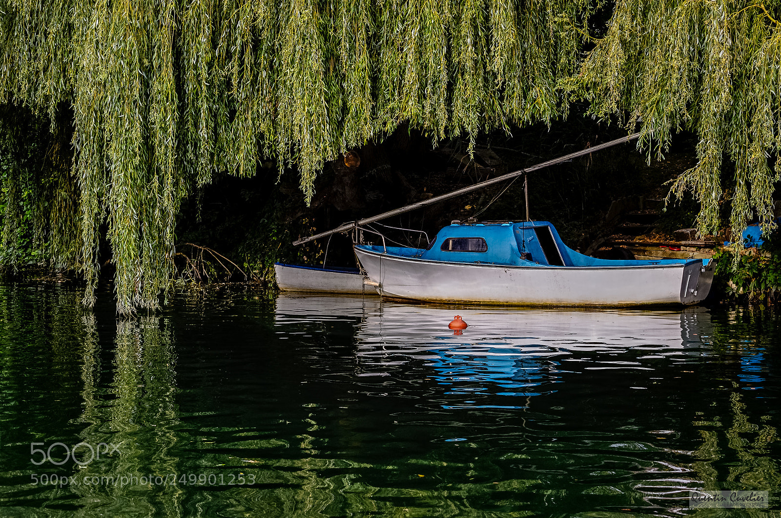 Nikon D7000 sample photo. Weeping willow and the photography