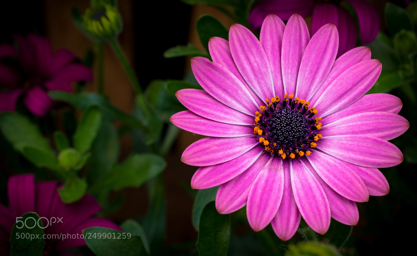Nikon D3400 sample photo. Sol magenta. photography