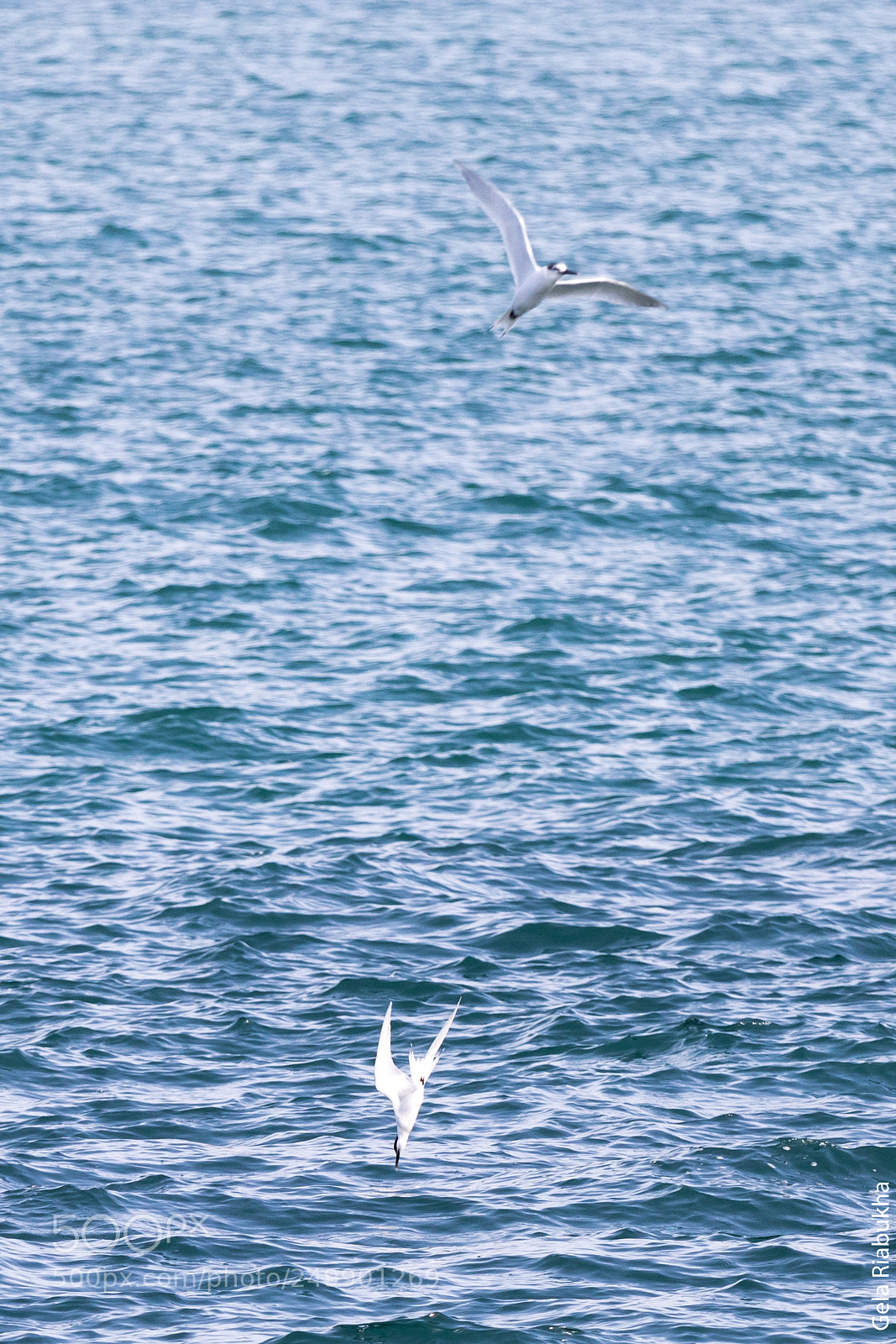 Canon EOS 80D sample photo. Seagull diving for a photography