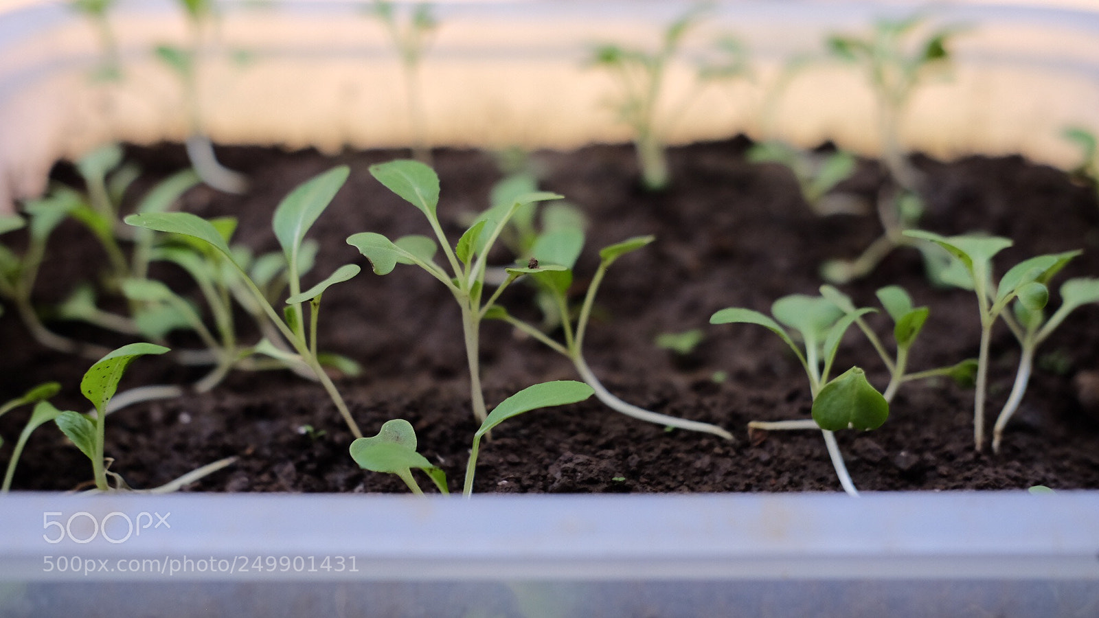 Fujifilm X-E2 sample photo. Seeds photography
