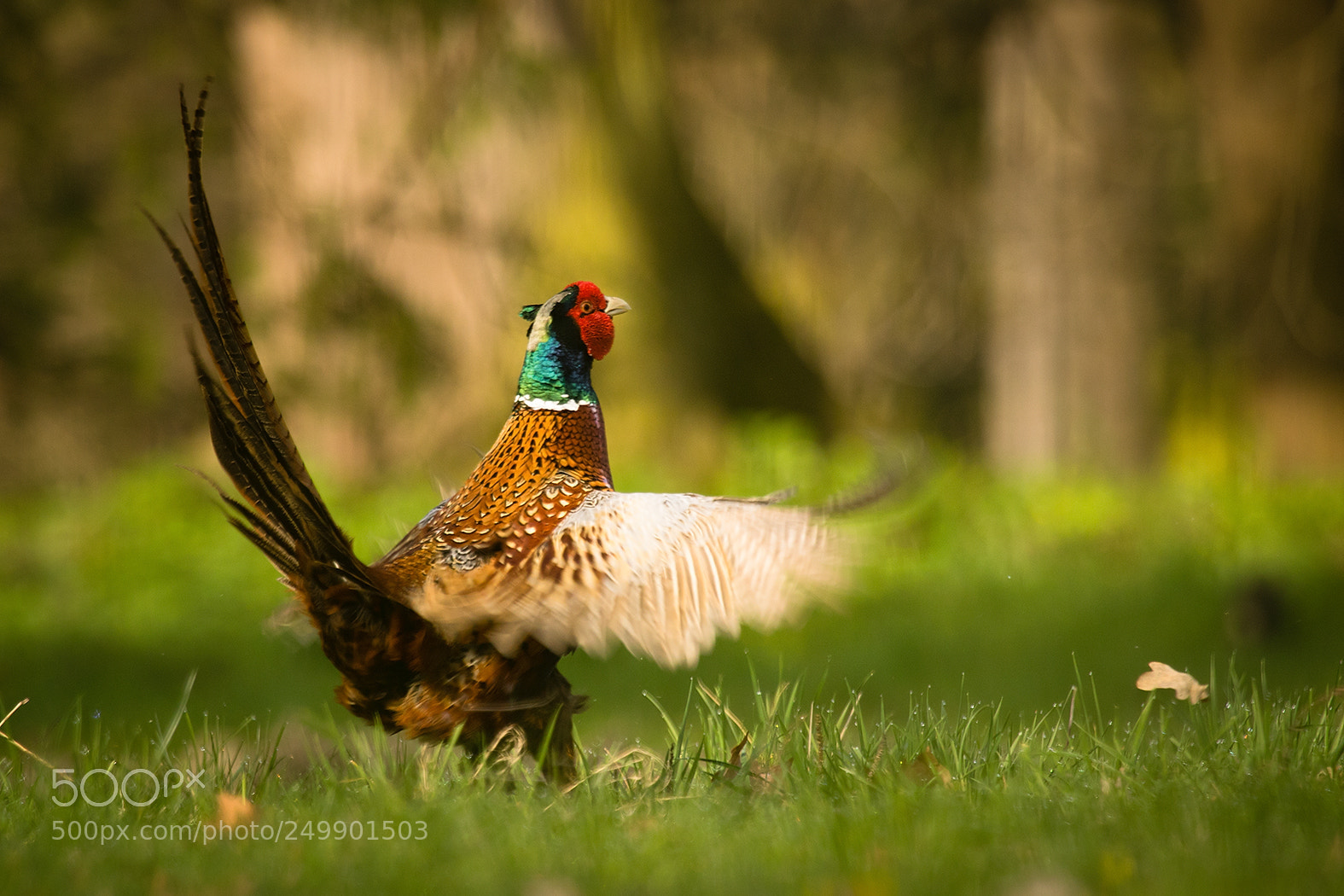 Canon EOS 7D Mark II sample photo. Pheasant photography