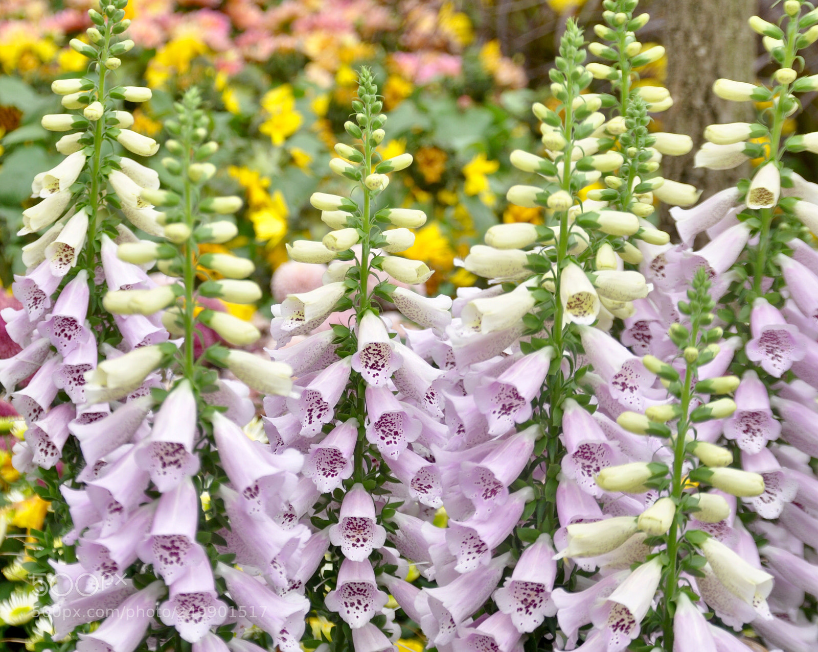 Nikon D90 sample photo. Flowers photography