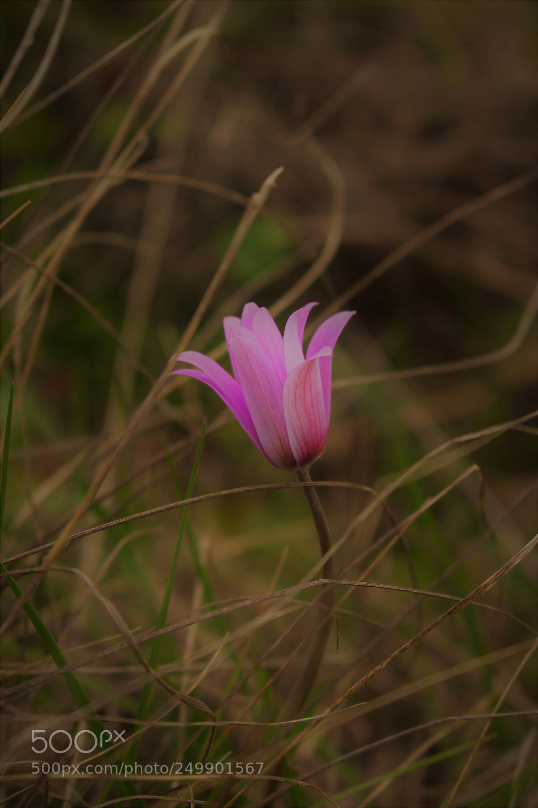 Canon EOS 700D (EOS Rebel T5i / EOS Kiss X7i) sample photo. Img photography