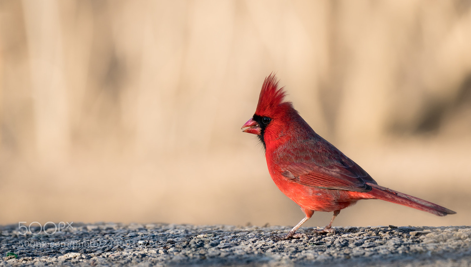 Sony a7R II sample photo. Crimson red photography