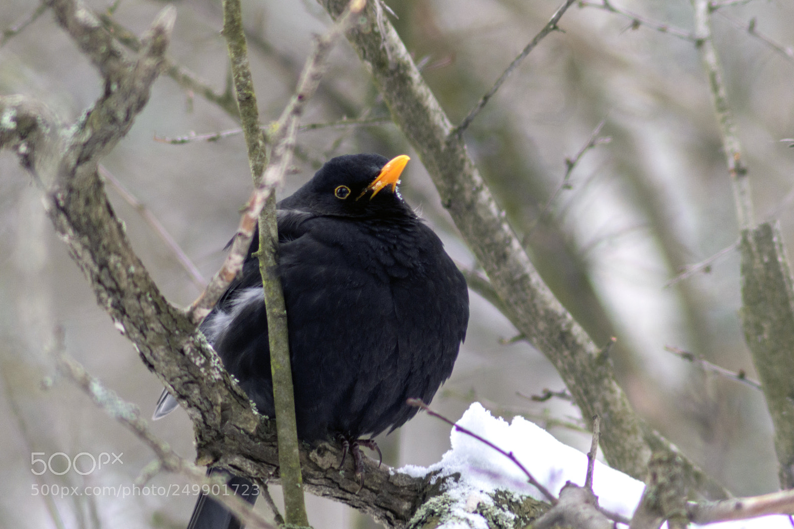 Nikon D5300 sample photo. Blackbird photography