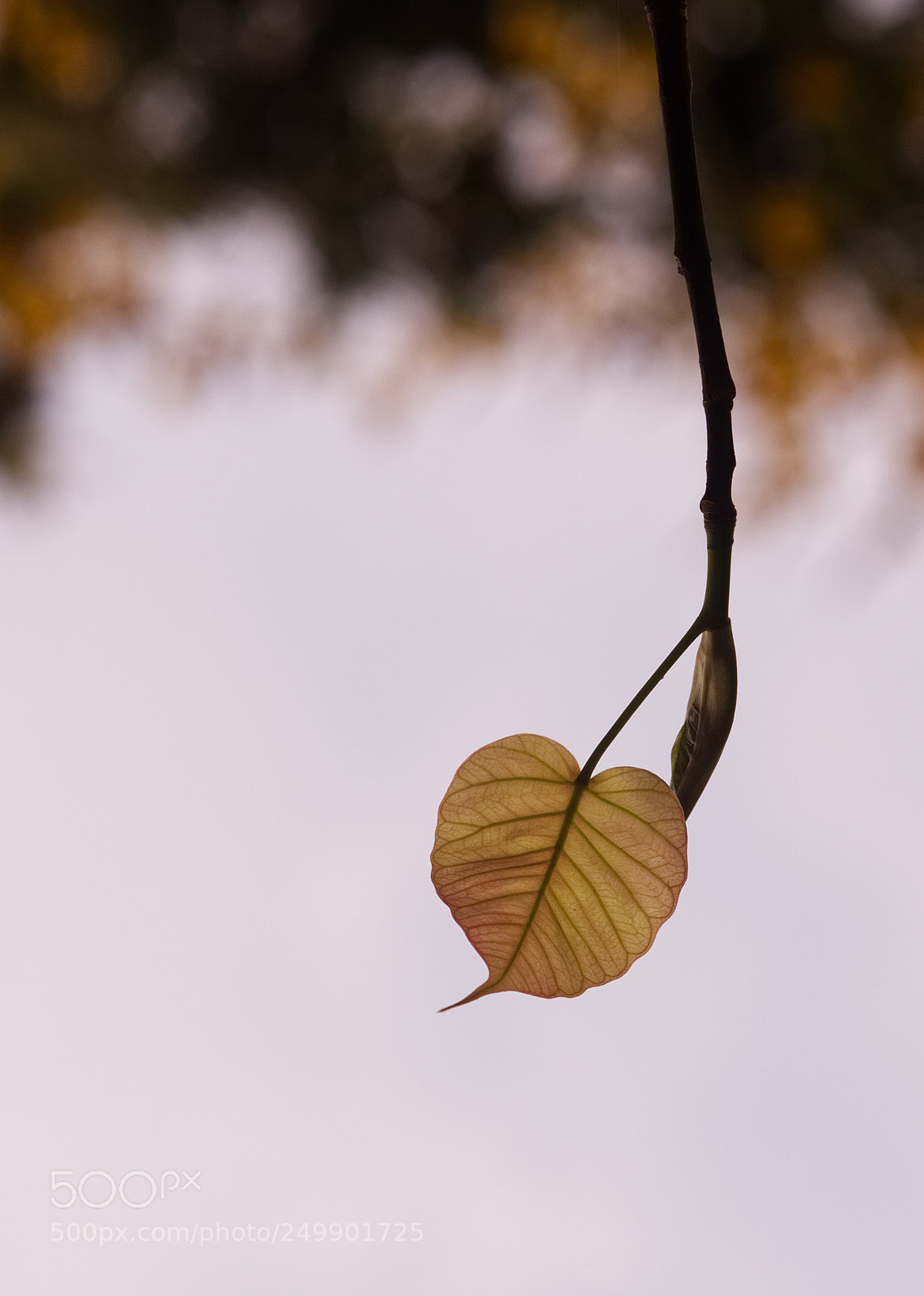 Olympus OM-D E-M5 II sample photo. The leaf photography