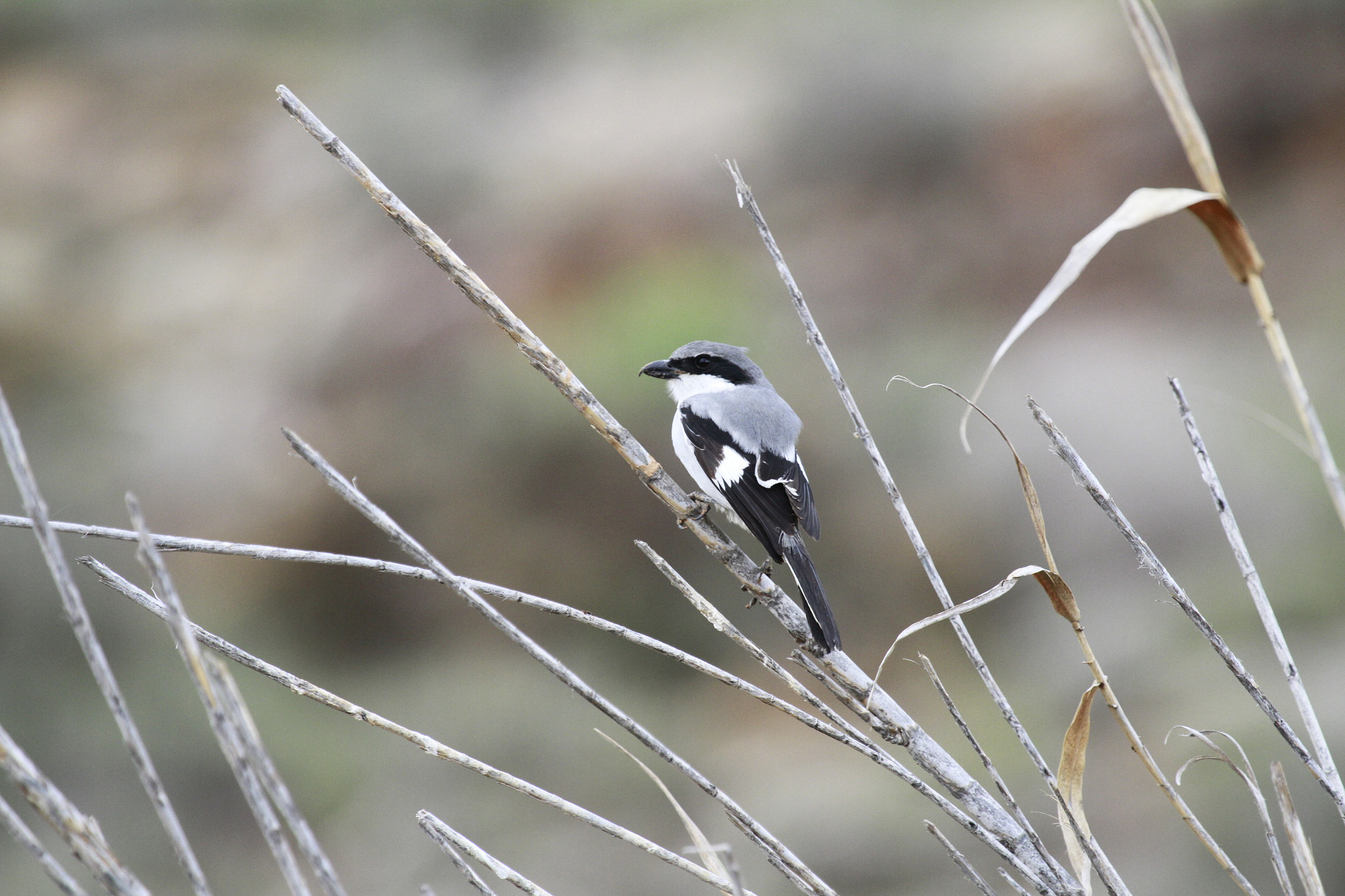 Canon EF 100-400mm F4.5-5.6L IS USM sample photo. Mgl photography