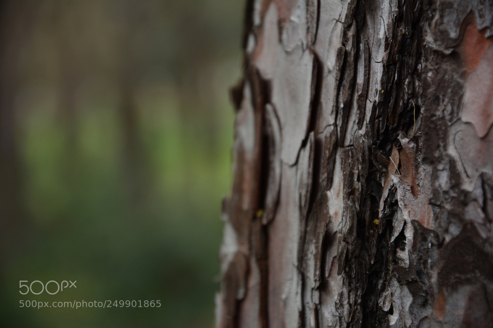 Nikon D7100 sample photo. For koala? photography
