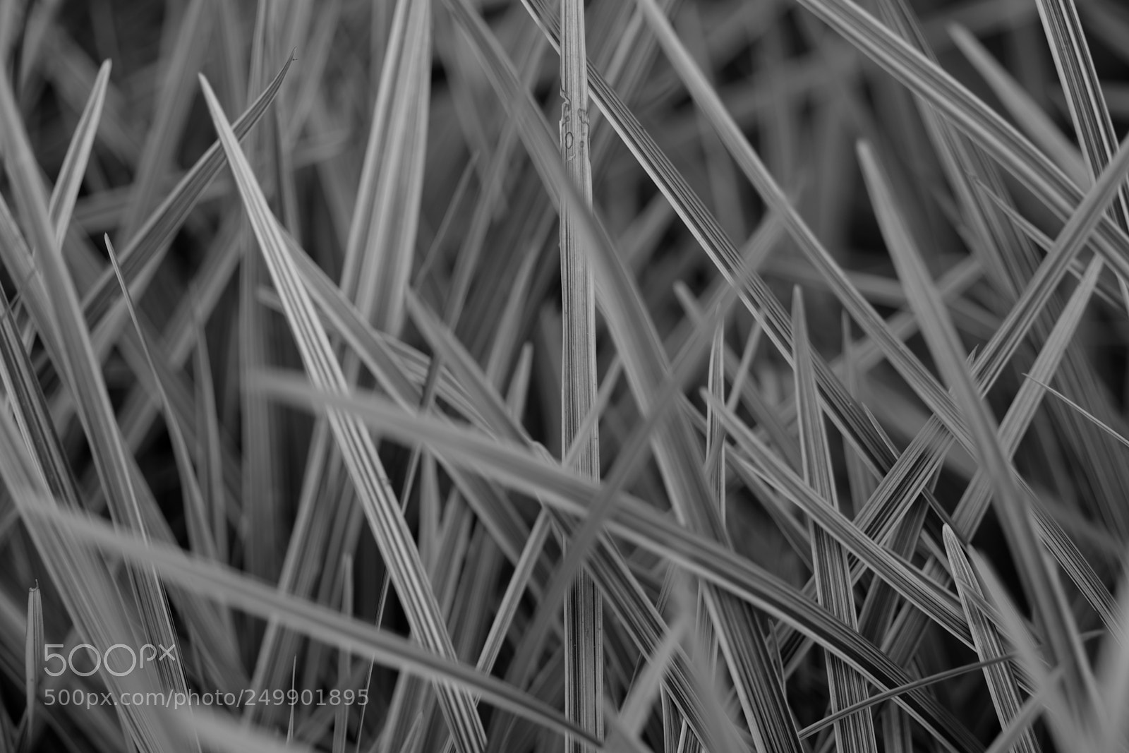 Fujifilm X-T10 sample photo. Leaves representing life photography