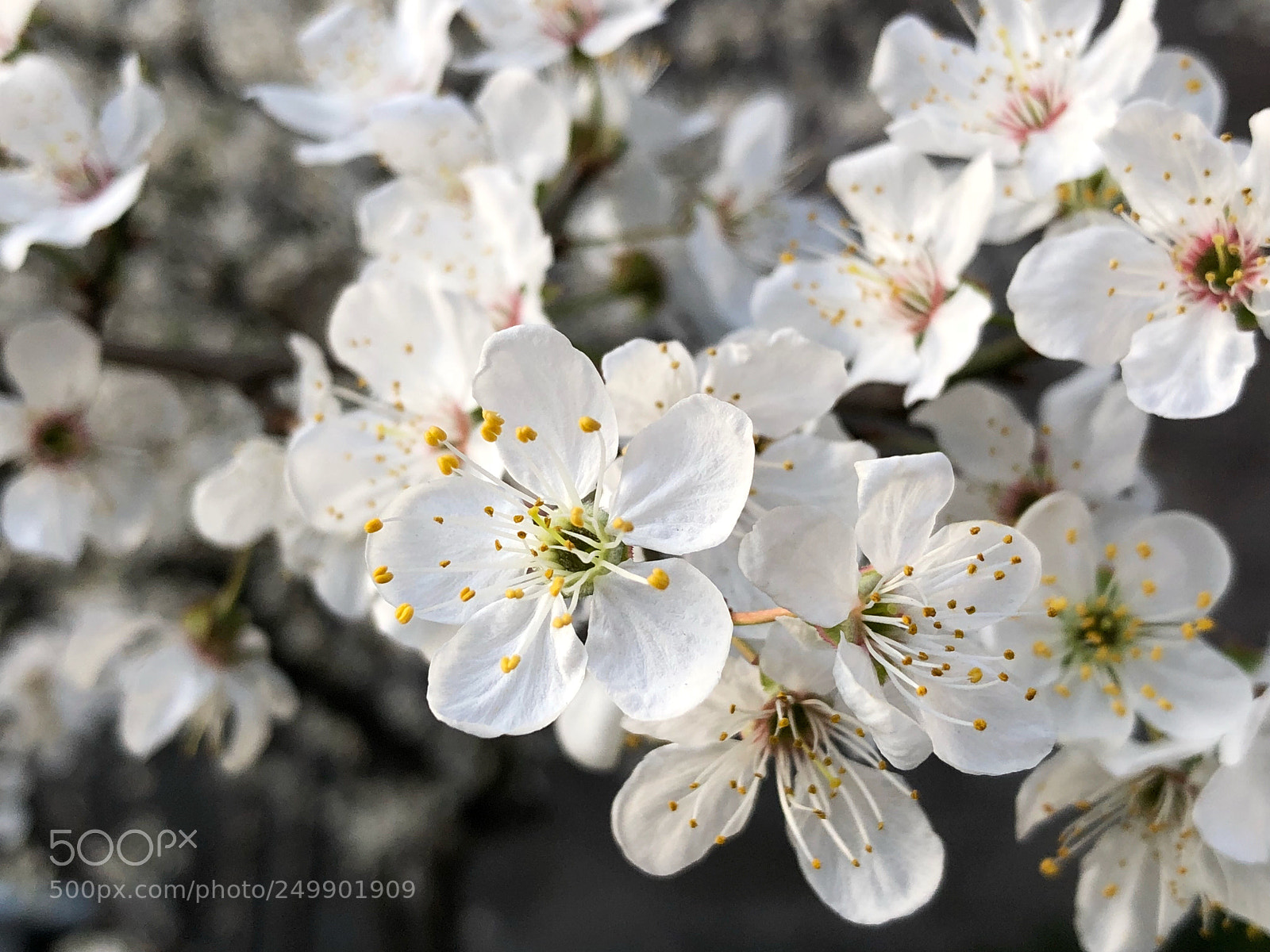Apple iPhone X sample photo. Prunus armeniaca photography