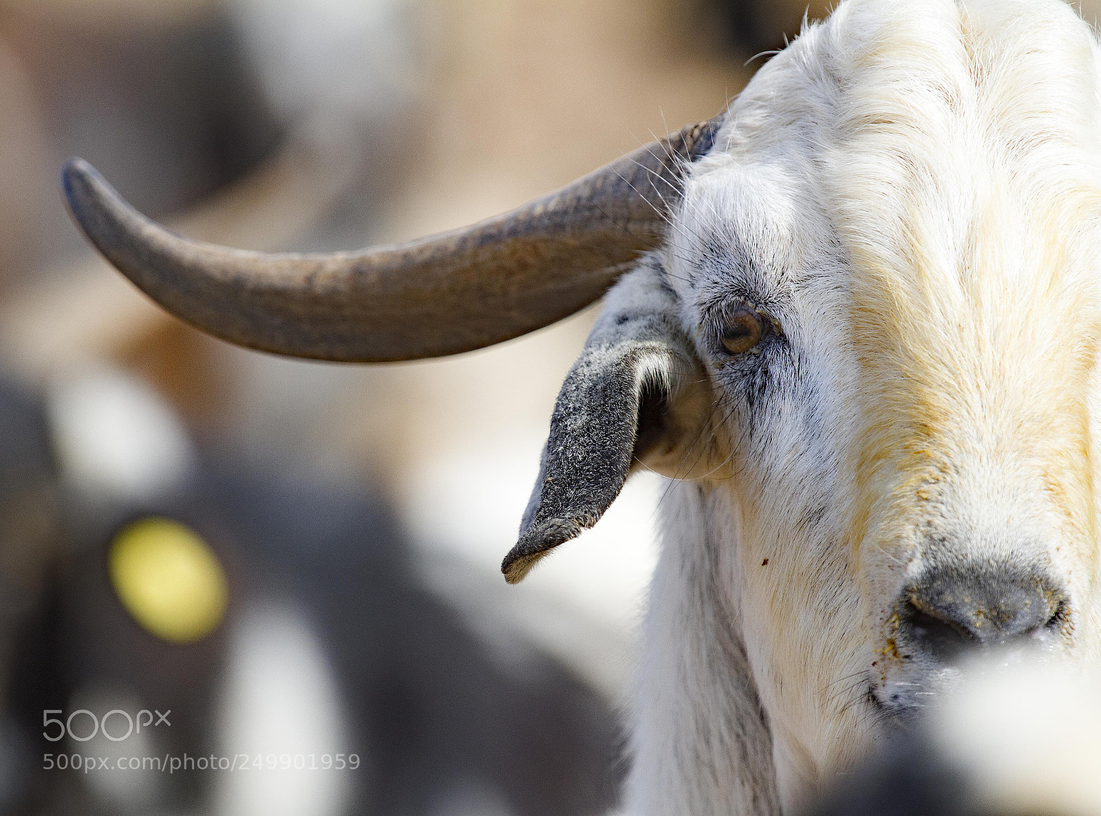 Canon EOS 7D sample photo. Mgl photography