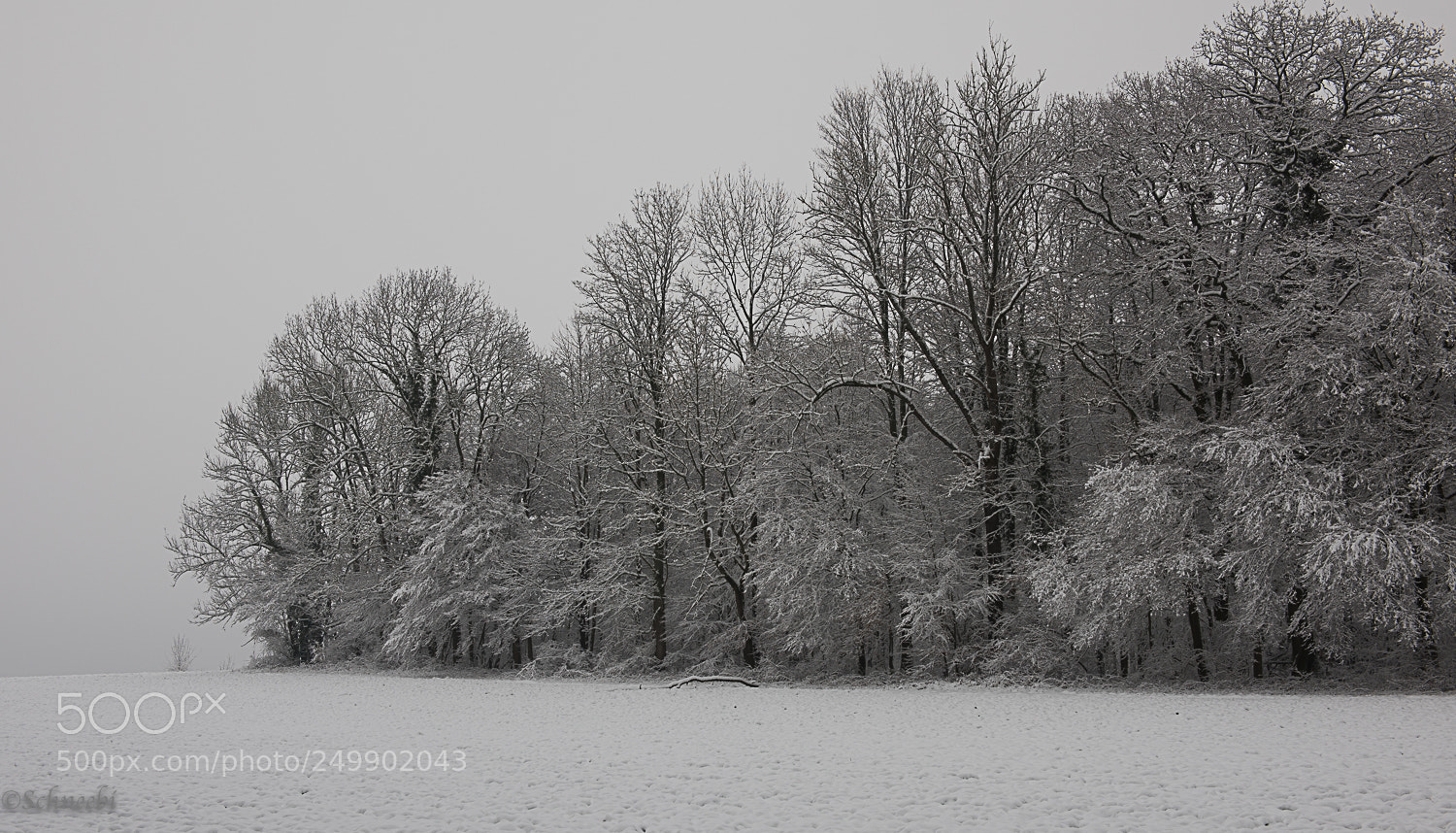 Nikon D810 sample photo. Winter in allschwil photography