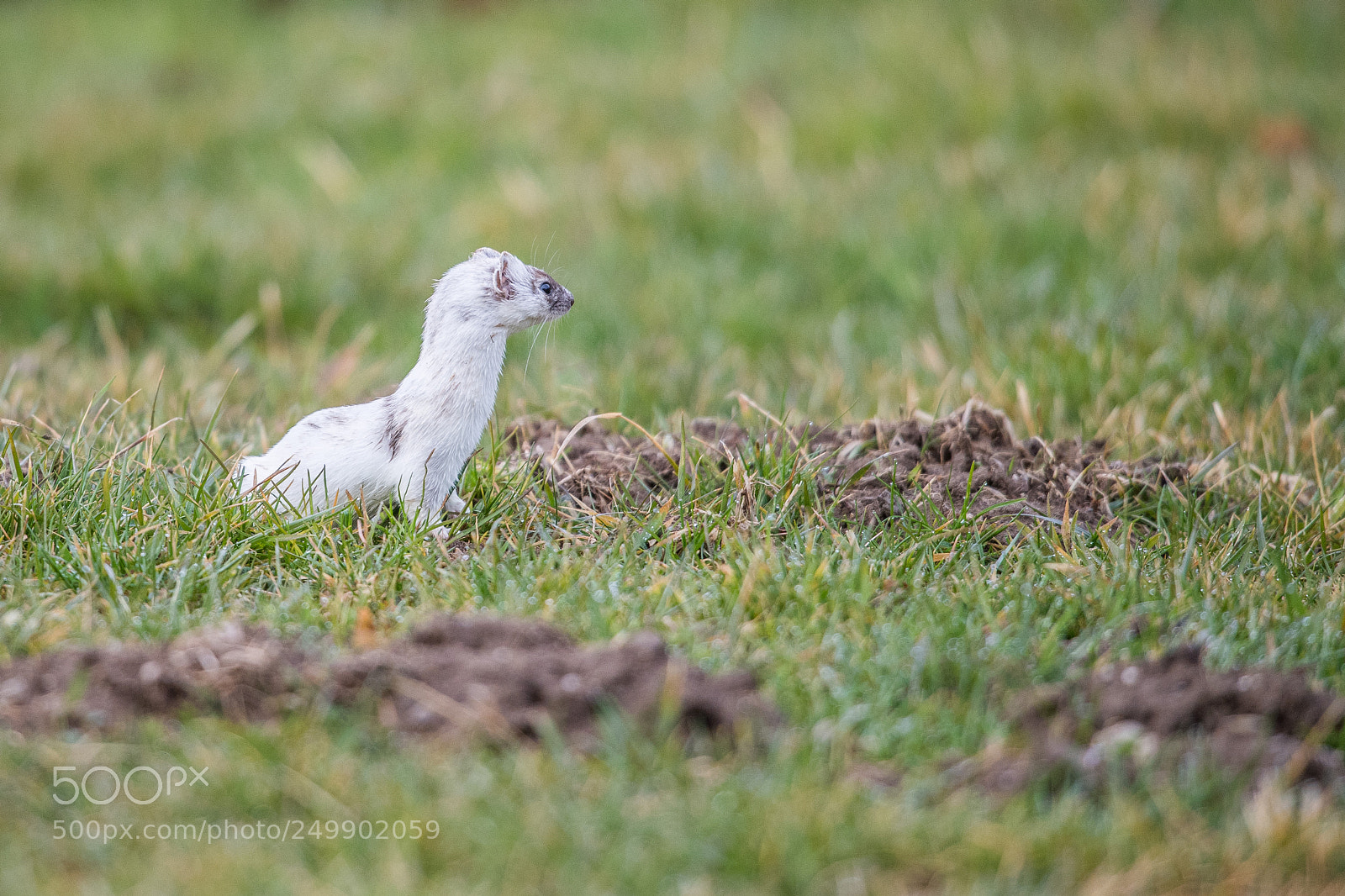 Nikon D5 sample photo. Hermine (mustela erminea) photography