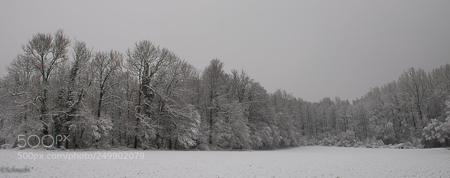 Nikon D810 sample photo. Winter in allschwil photography