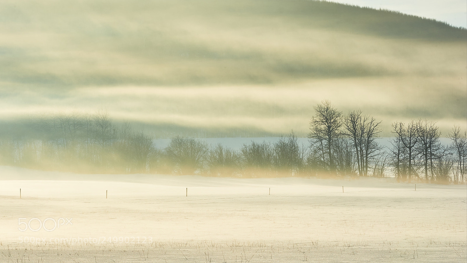 Nikon D700 sample photo. Foggy spring photography