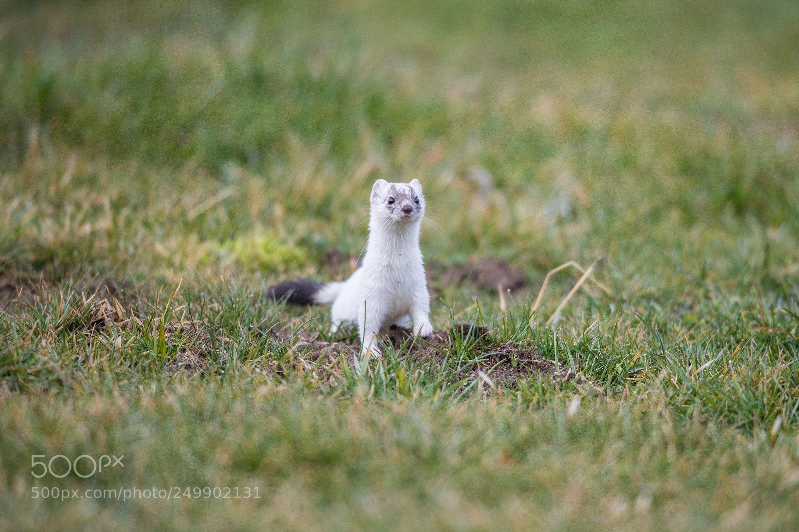 Nikon D5 sample photo. Hermine (mustela erminea) photography