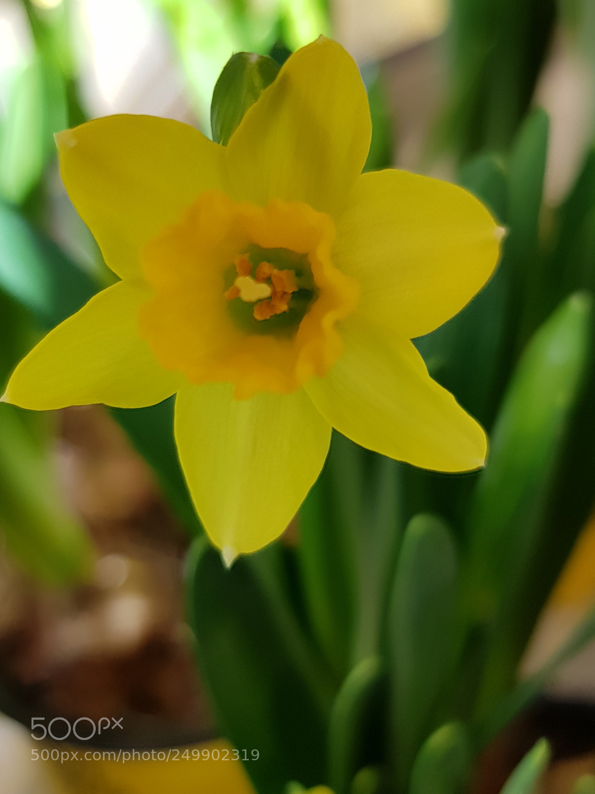 Samsung Galaxy S8 sample photo. Perfect flower photography