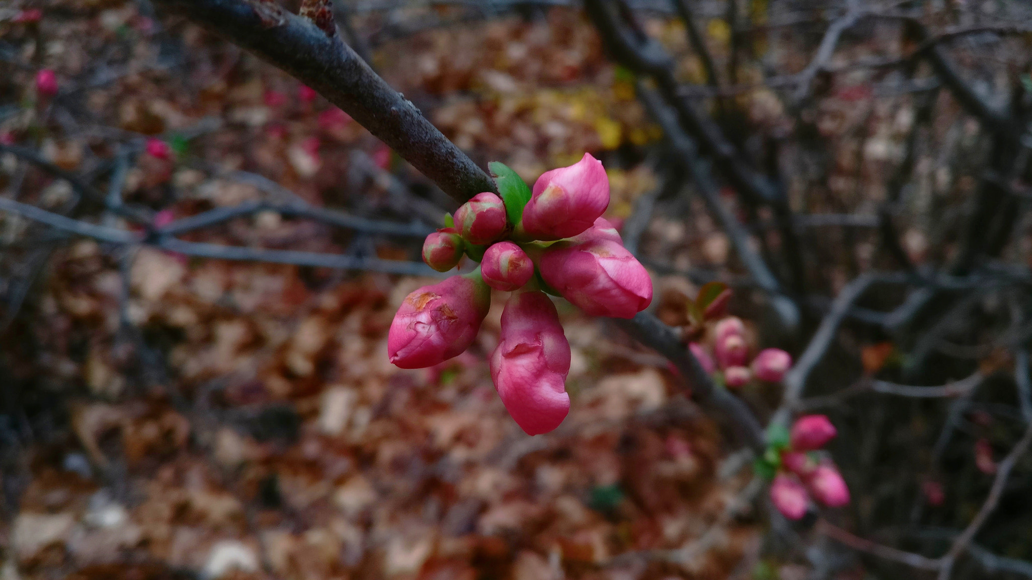 OnePlus A3000 sample photo. Old leaves, new blooms photography
