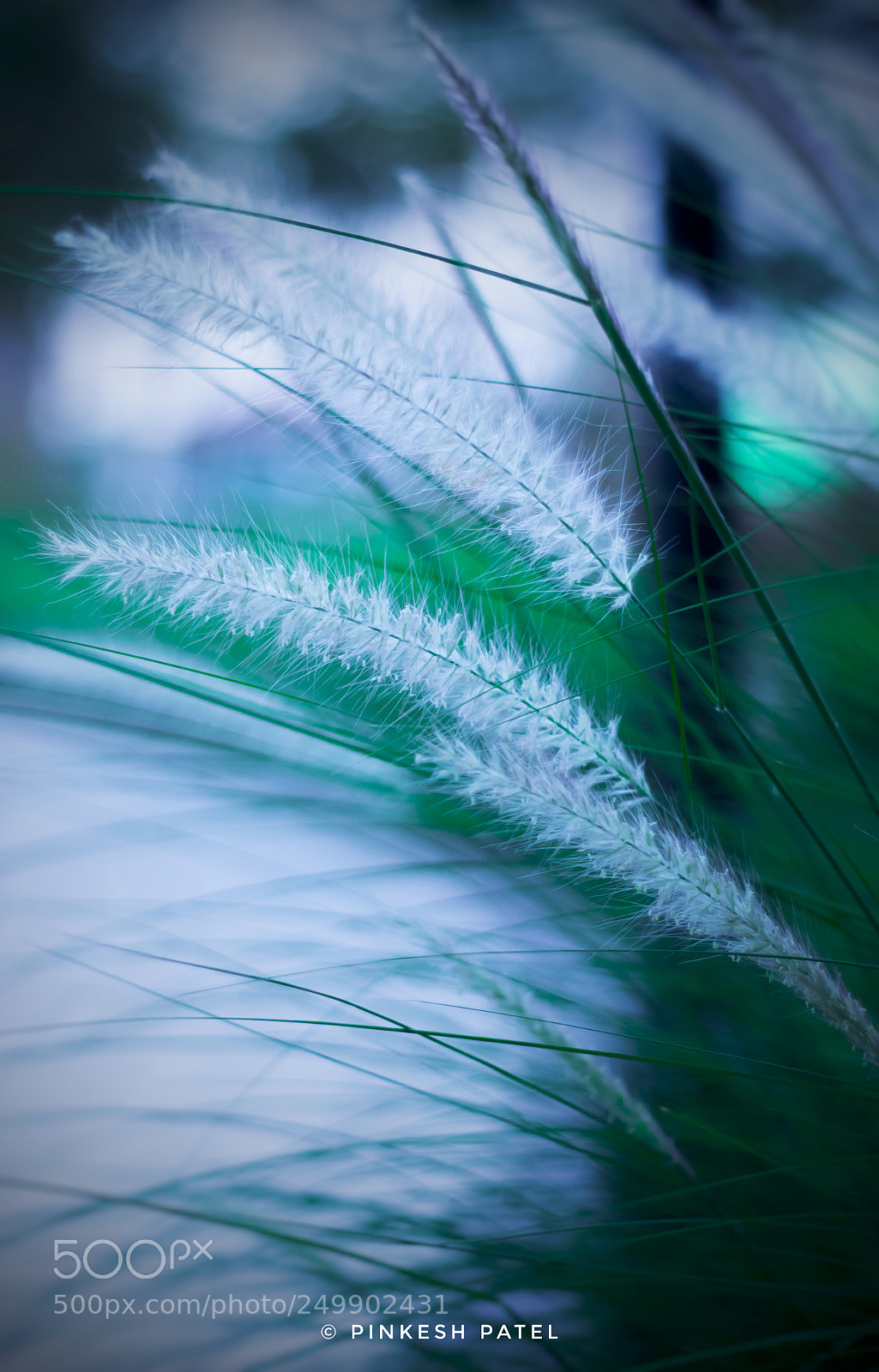 Canon EOS 600D (Rebel EOS T3i / EOS Kiss X5) sample photo. Fountain grass photography