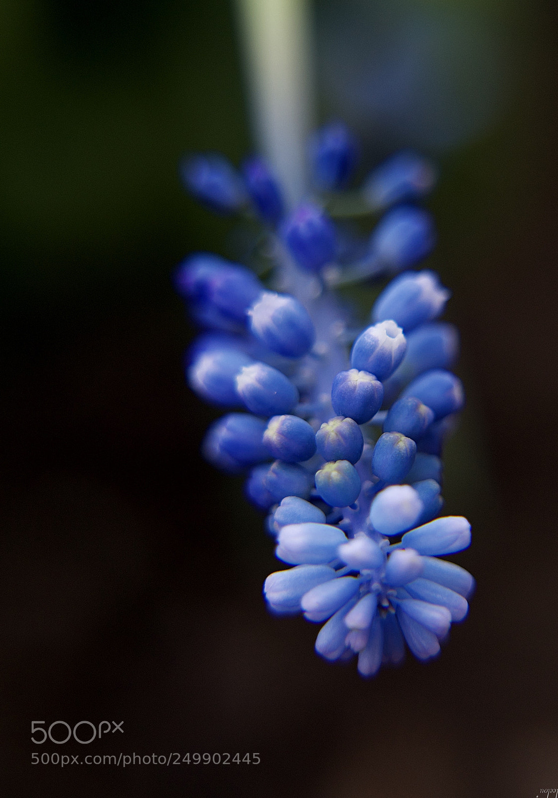 Nikon D3100 sample photo. *** symbole d'amour romantique...*** photography