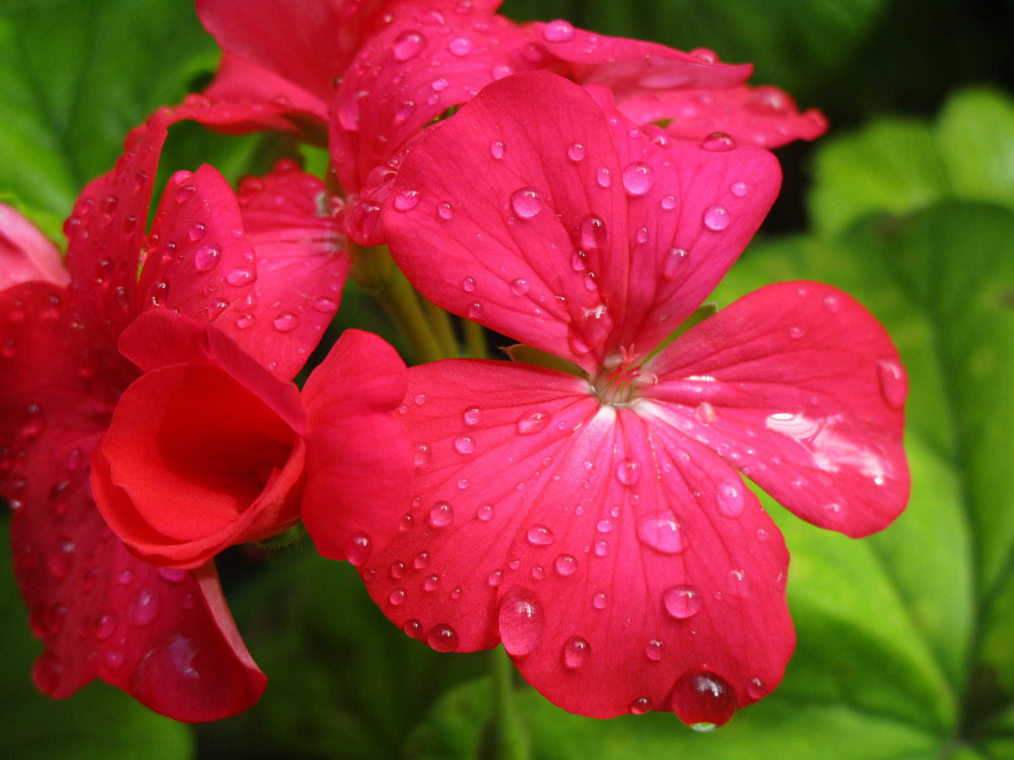 Canon PowerShot ELPH 150 IS (IXUS 155 / IXY 140) sample photo. Flor photography