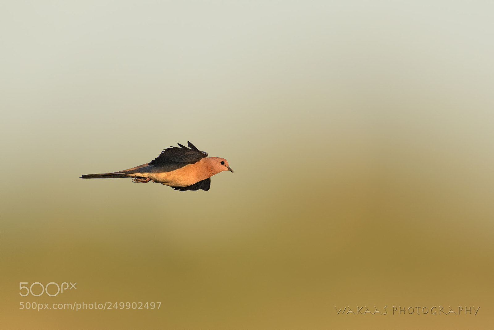 Nikon D850 sample photo. Laughing dove photography
