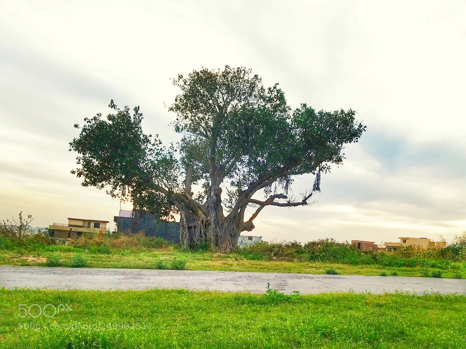 Samsung Galaxy S7 Edge sample photo. An ancient tree photography