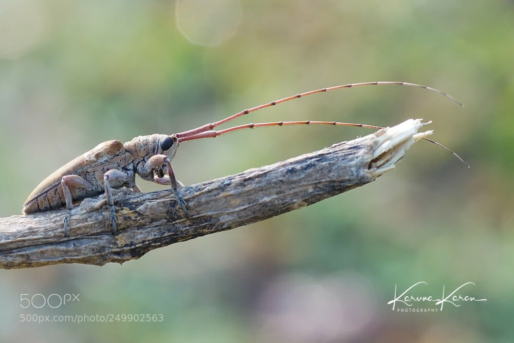 Sony a99 II sample photo. Longicorns photography