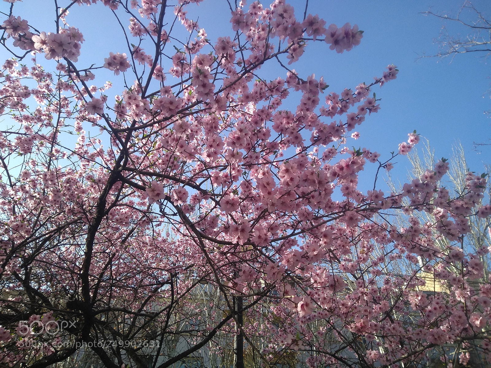 Motorola Moto G (5S) Plus sample photo. Soring in yerevan photography