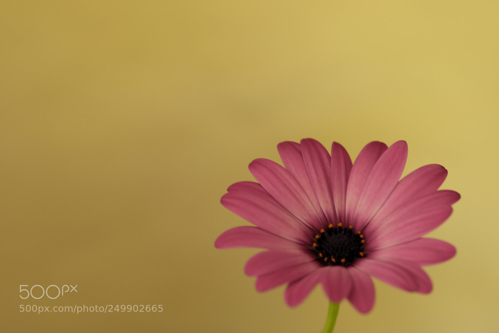 Fujifilm X-T10 sample photo. Flower in purple photography