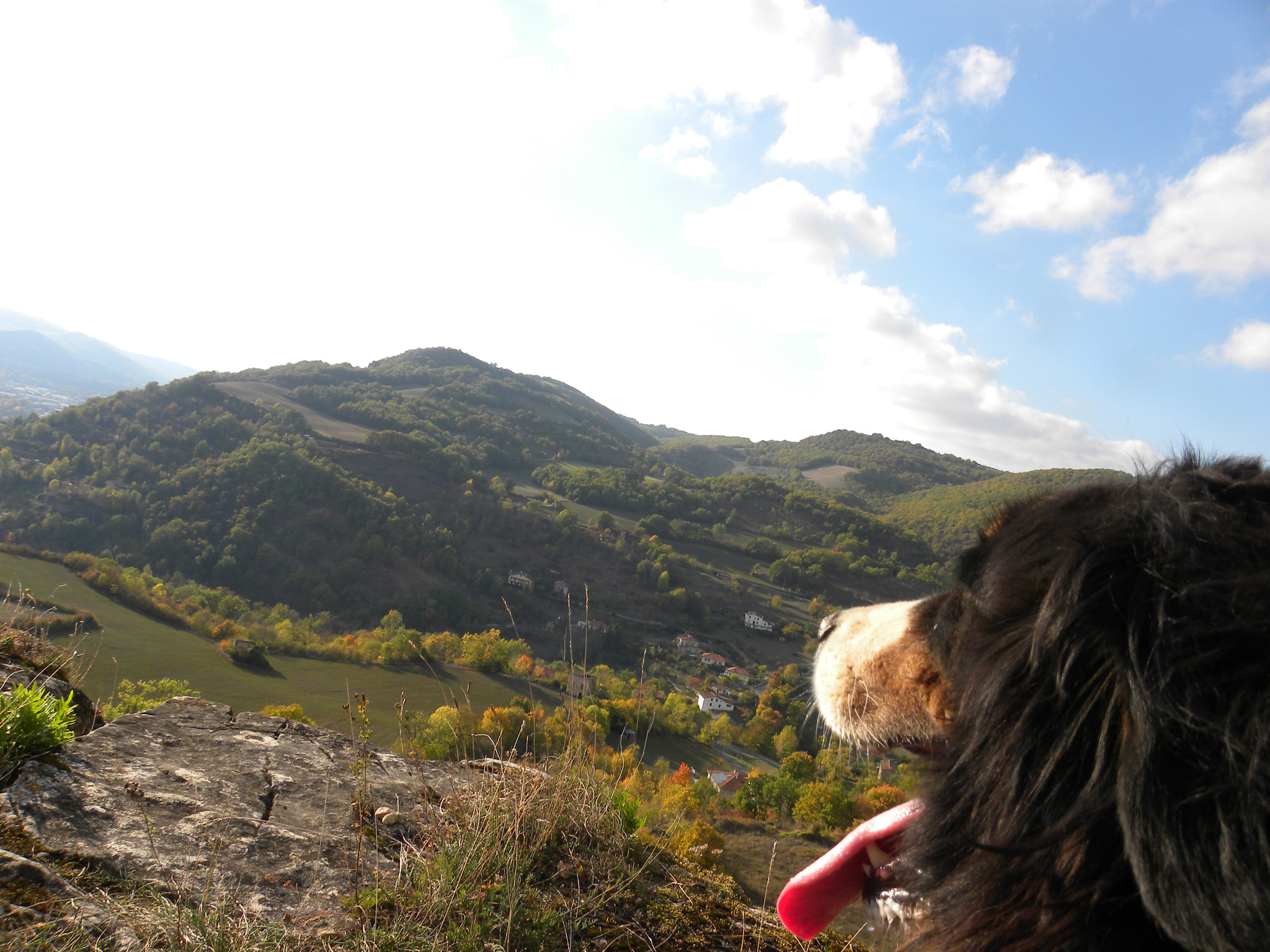 Nikon Coolpix P90 sample photo. Bernese mountain dog photography