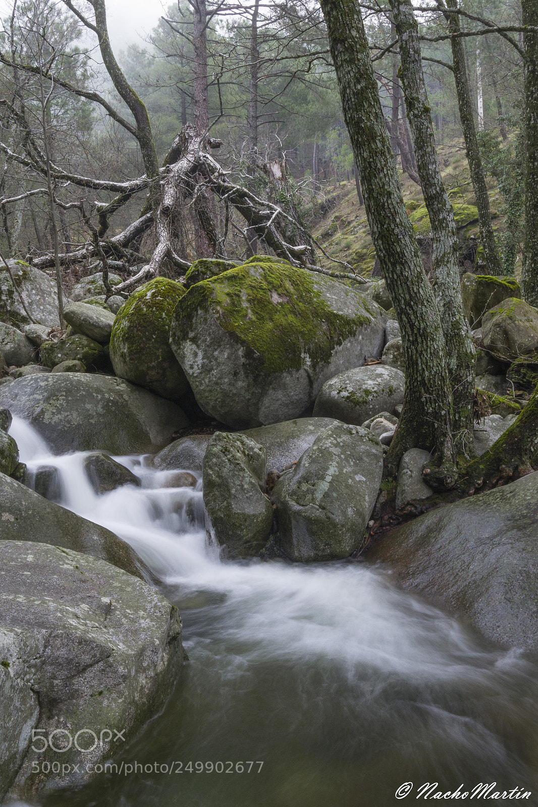 Nikon D3100 sample photo. Agua, piedra, árbol photography