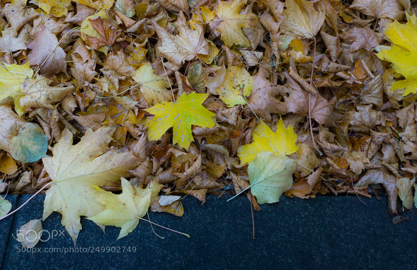 Sony Alpha NEX-7 sample photo. Autumn leaves photography