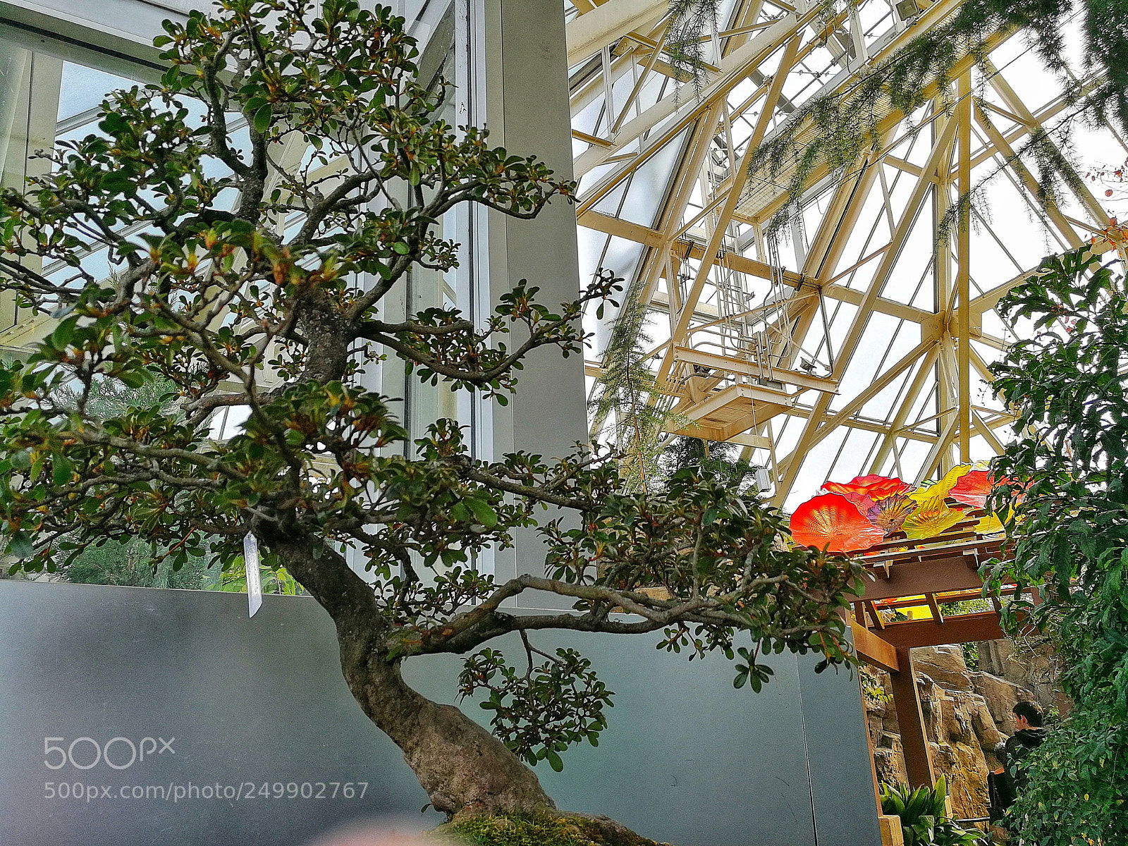 HUAWEI P10 sample photo. Bonsai meets stairs photography