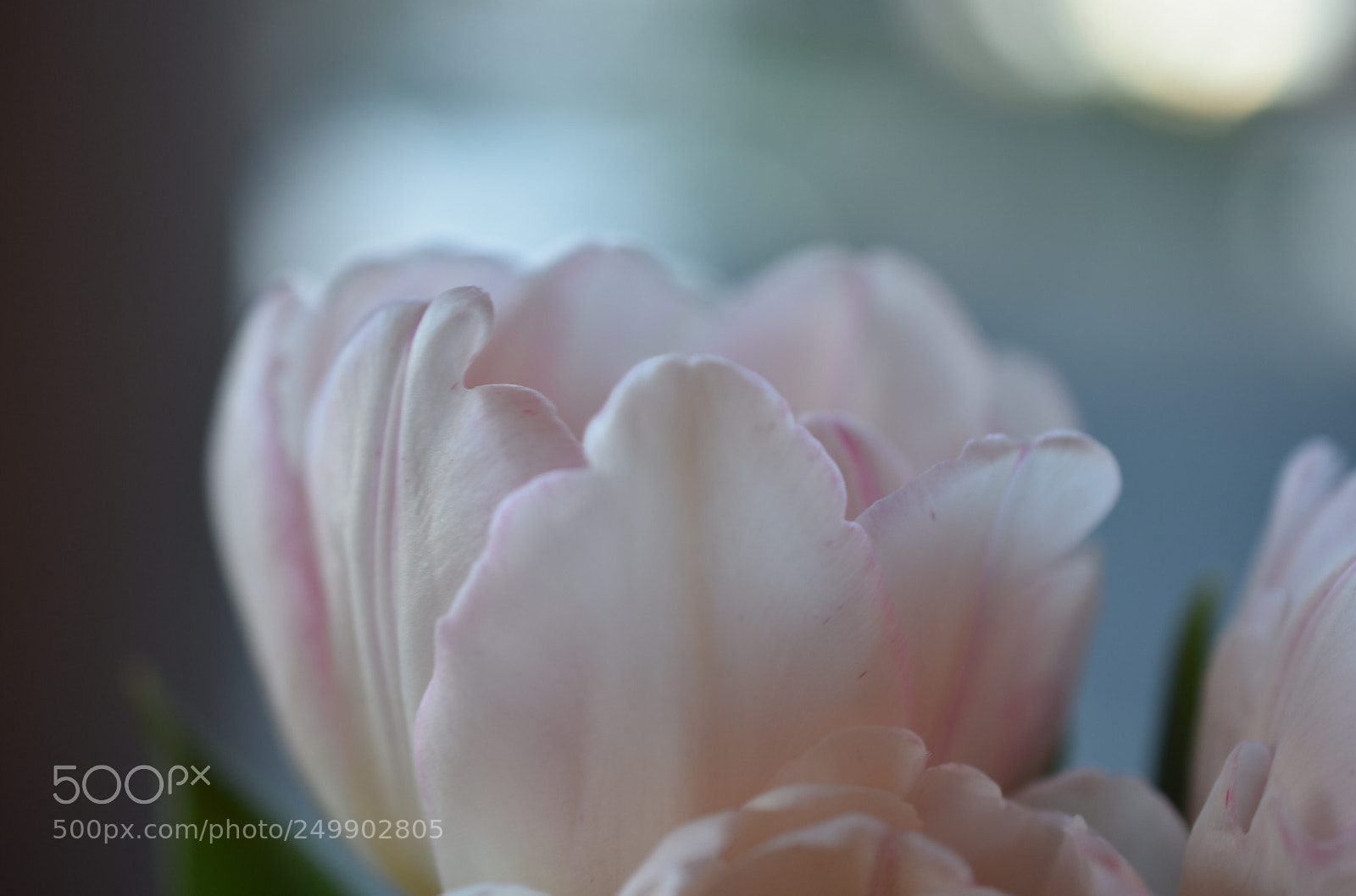 Nikon D3400 sample photo. Floral vessel photography
