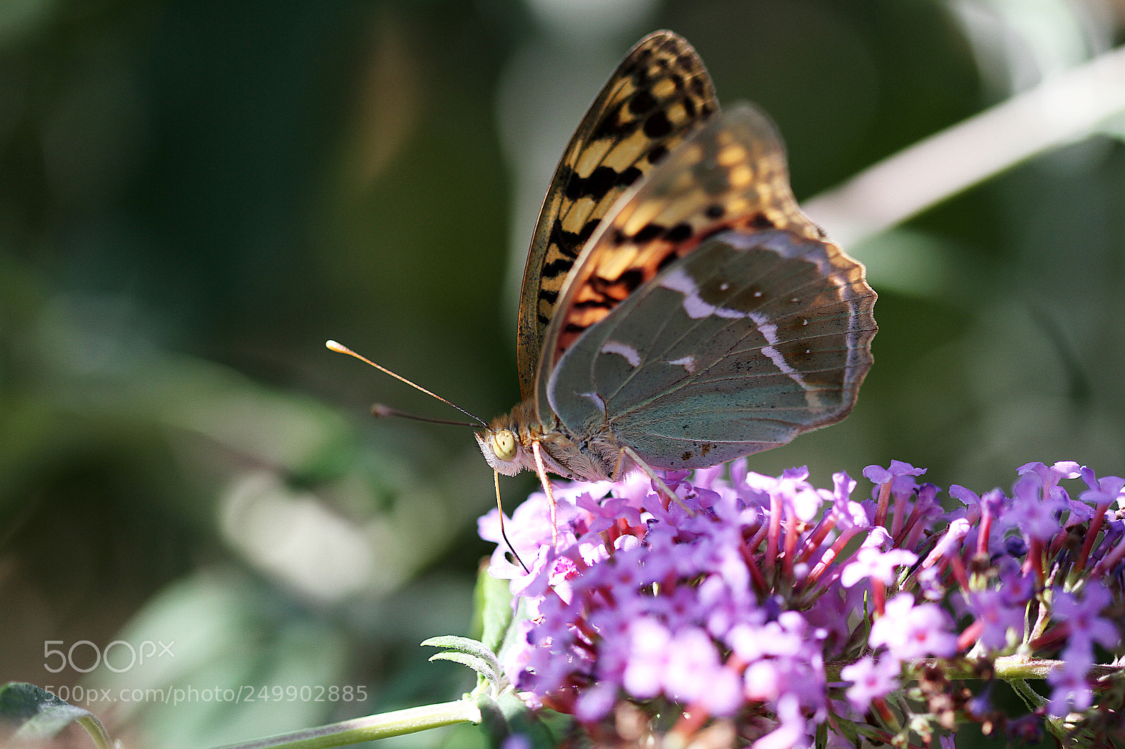 Canon EOS 7D sample photo. El almuerzo photography