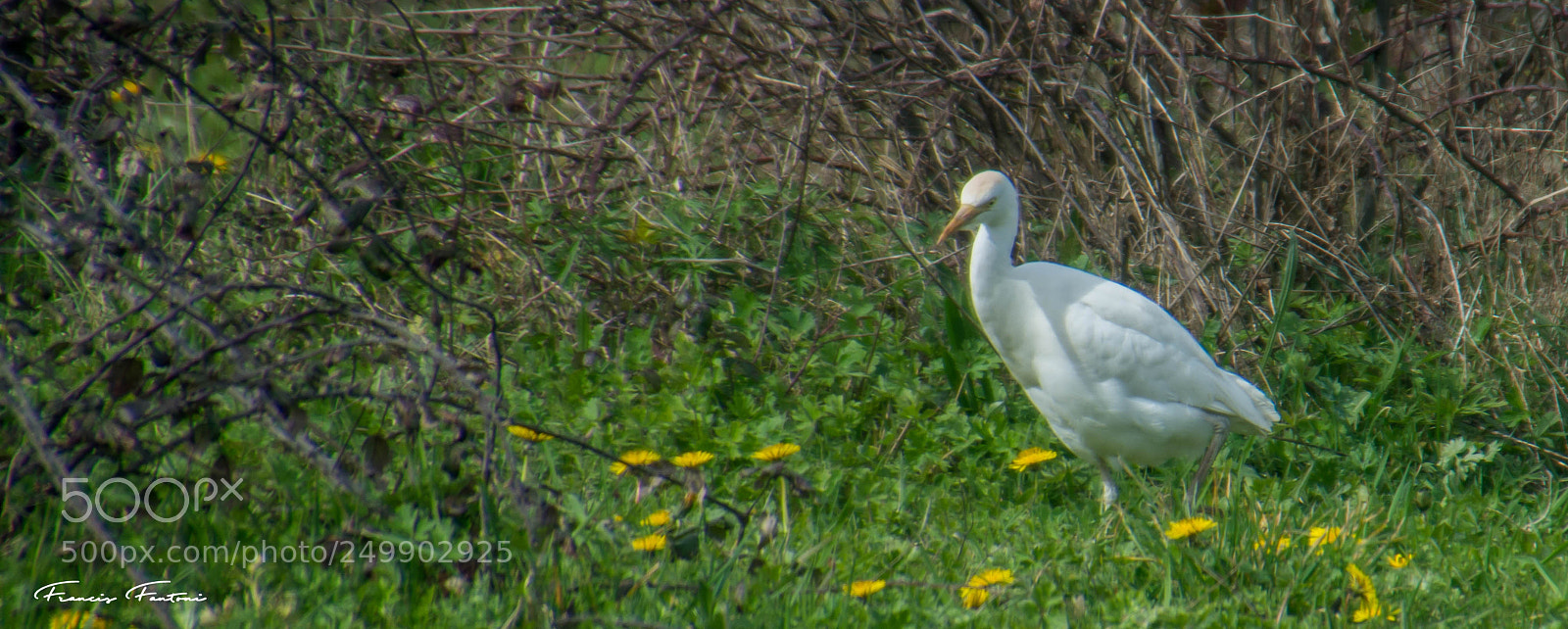 Nikon D7200 sample photo. Garde boeuf ou pique photography