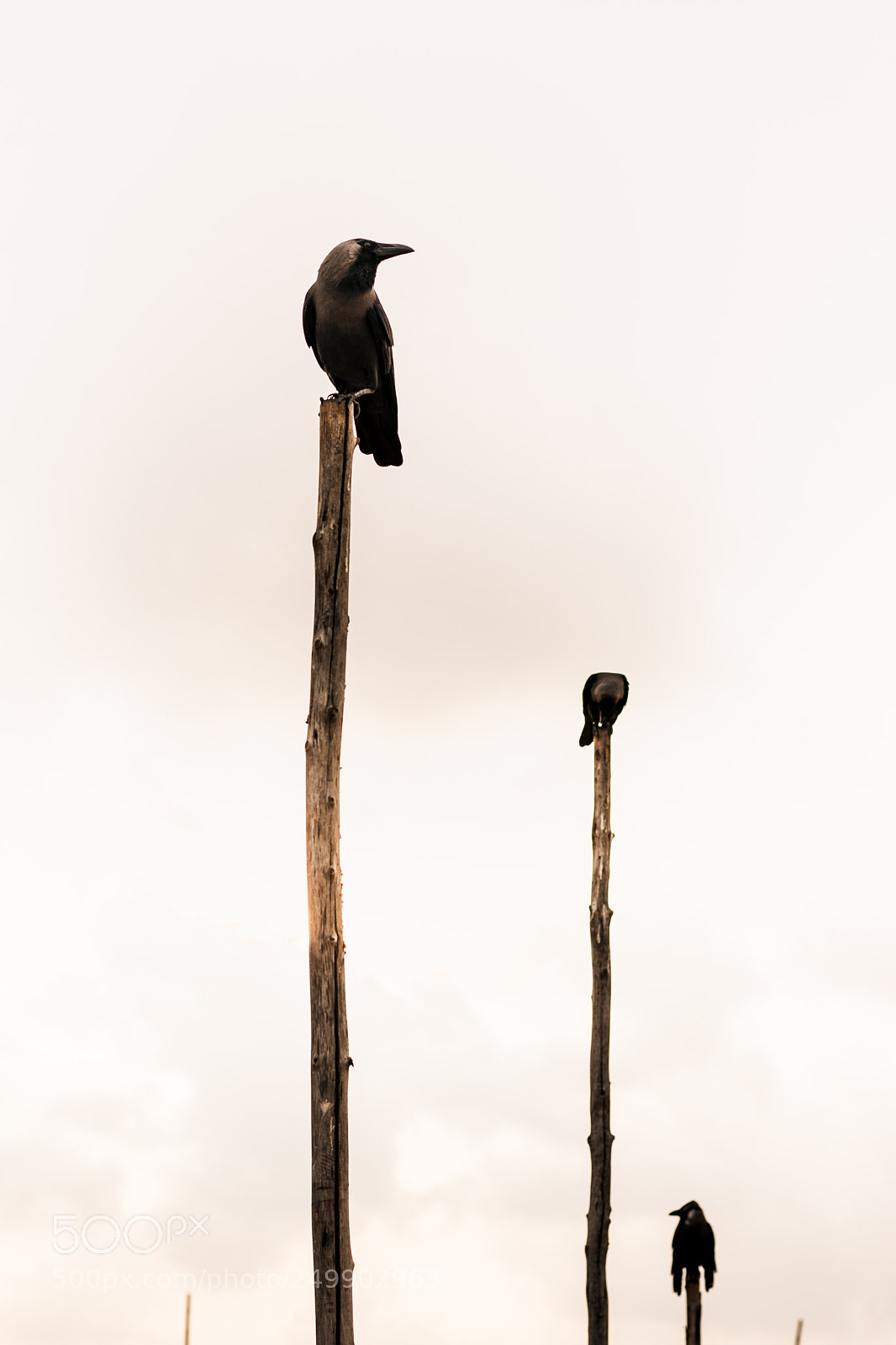 Nikon D5200 sample photo. Birds... photography