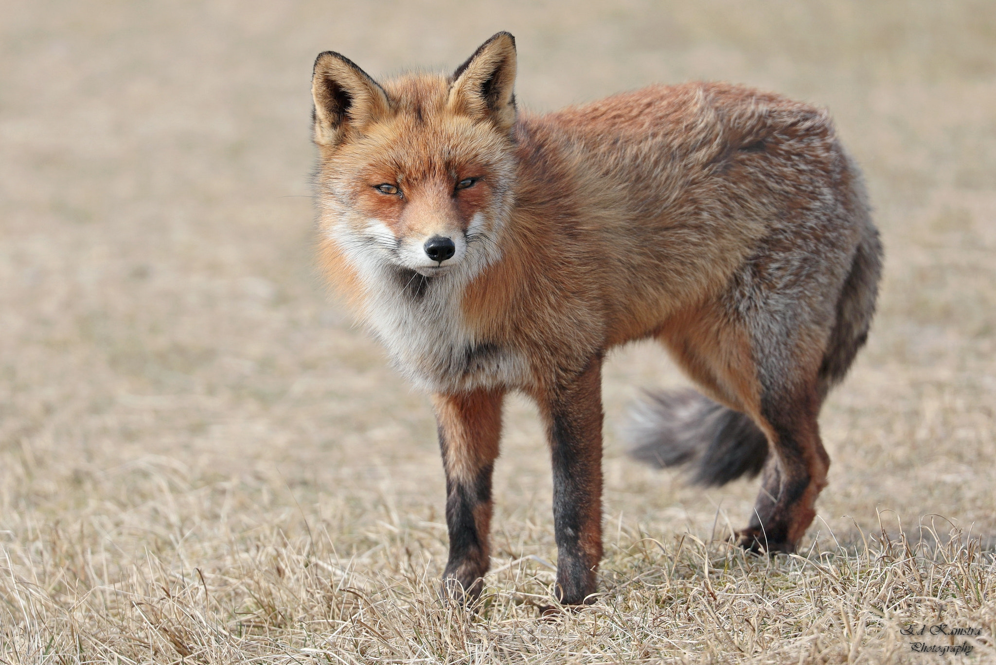Canon EOS 5D Mark IV sample photo. Fox........... photography