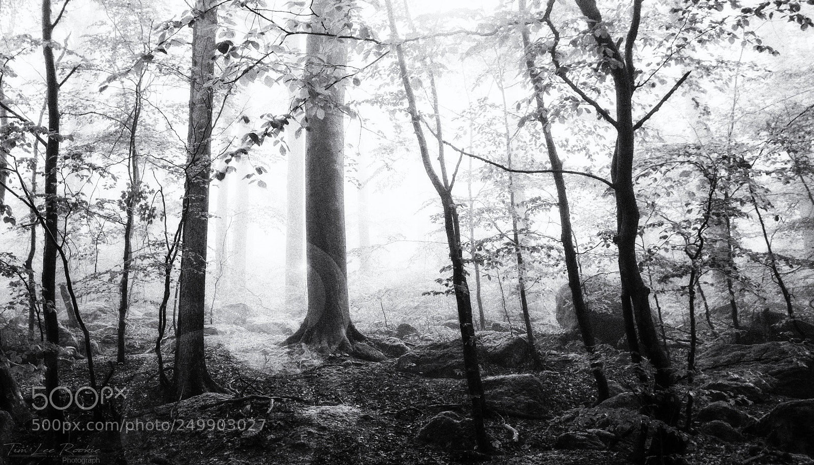 Nikon D7100 sample photo. Ilsefog b&w photography