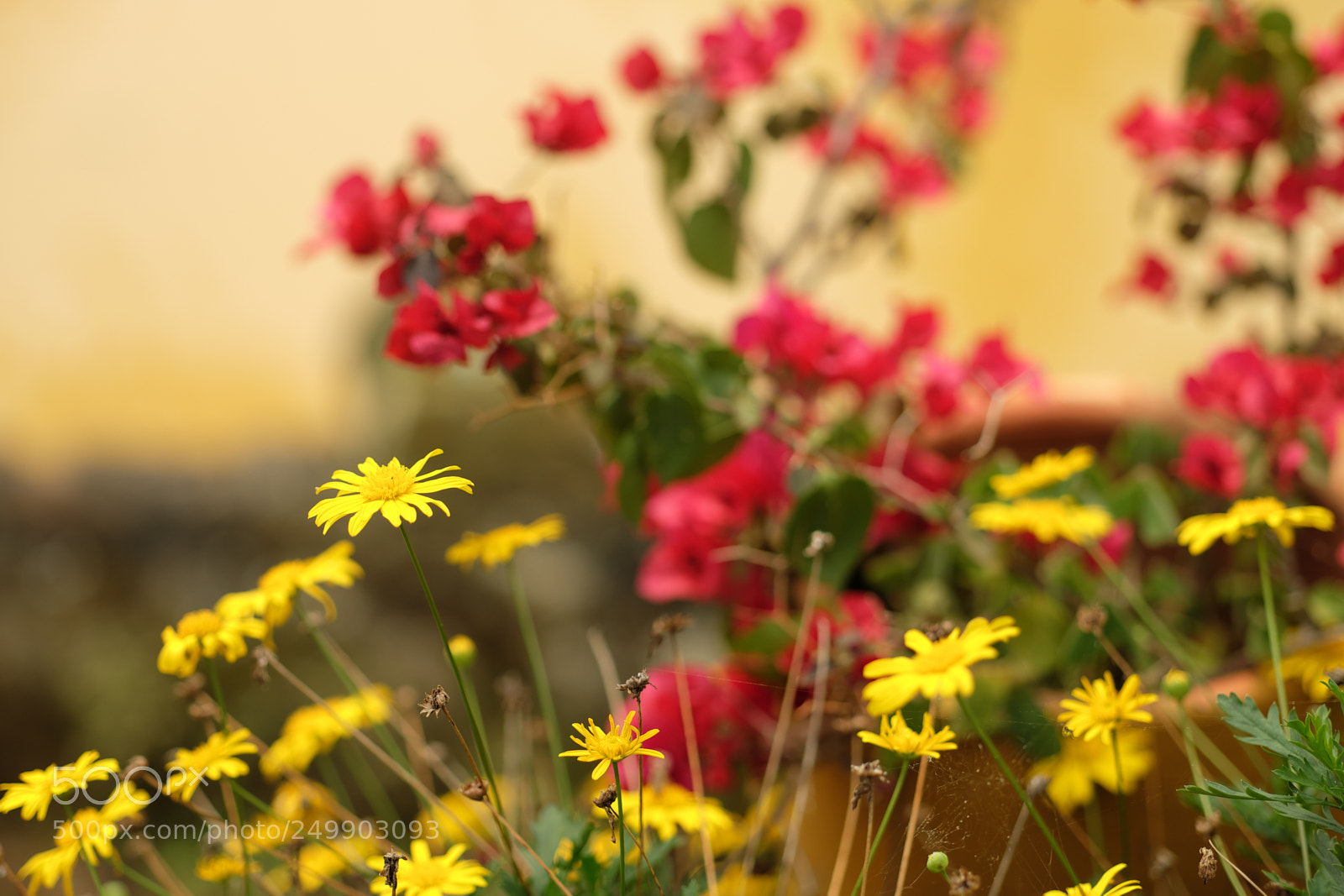 Fujifilm X-T10 sample photo. A painting from nature photography
