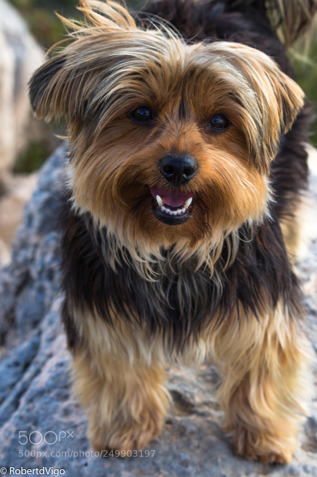 Canon EOS 77D (EOS 9000D / EOS 770D) sample photo. Teeth photography