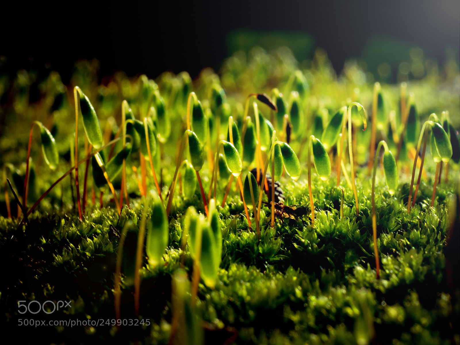Panasonic Lumix DMC-GX85 (Lumix DMC-GX80 / Lumix DMC-GX7 Mark II) sample photo. Shiny moss photography
