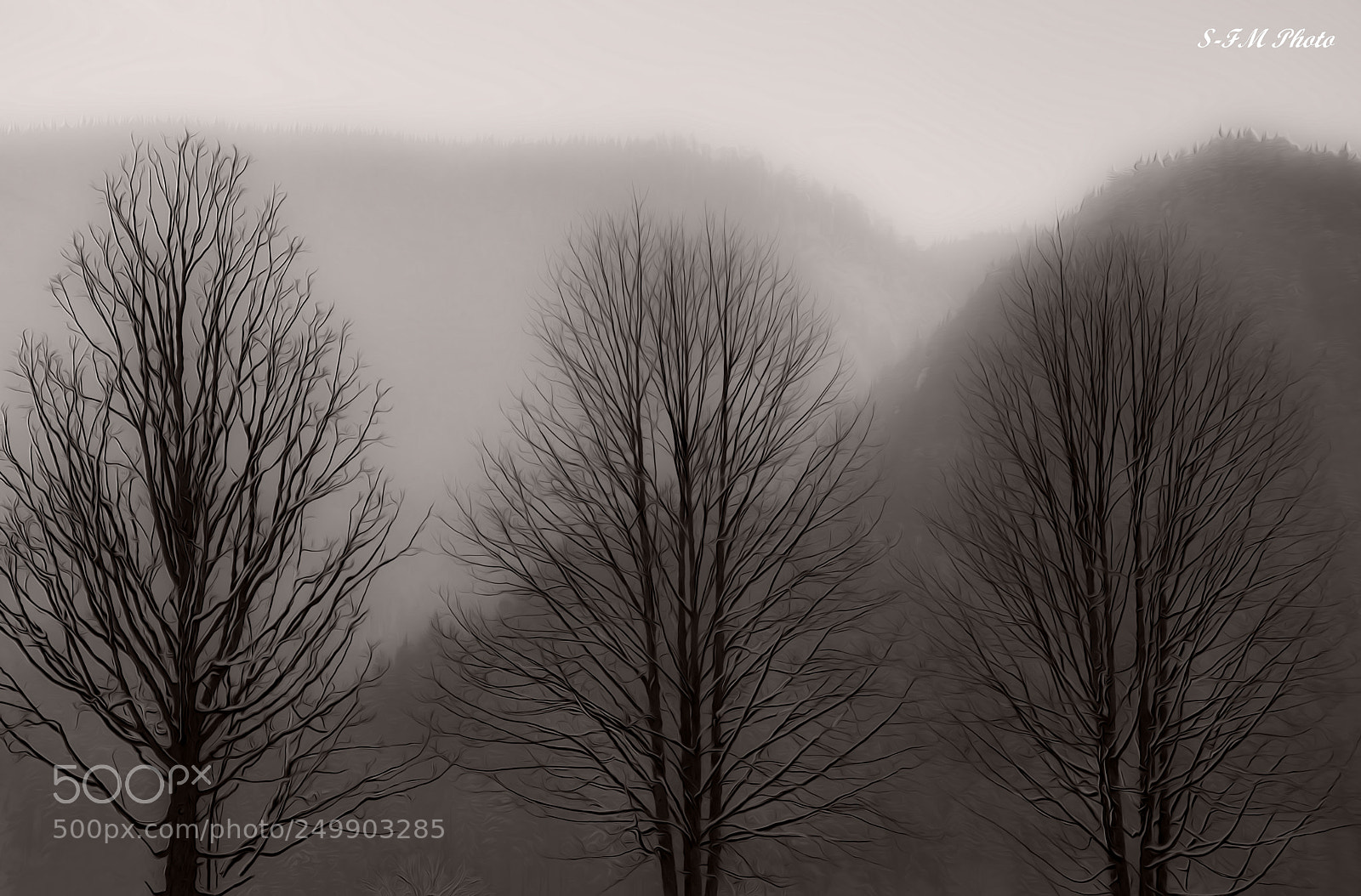 Nikon D5300 sample photo. Trees in winter photography