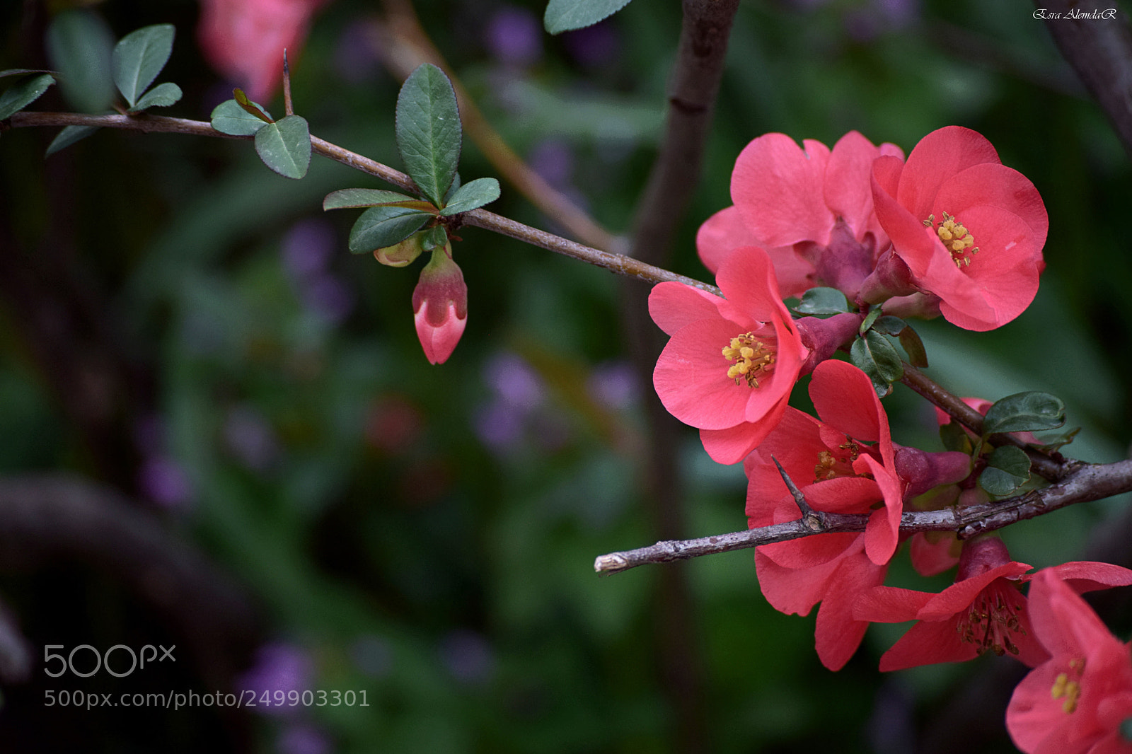 Nikon D3300 sample photo. 19.03 photography