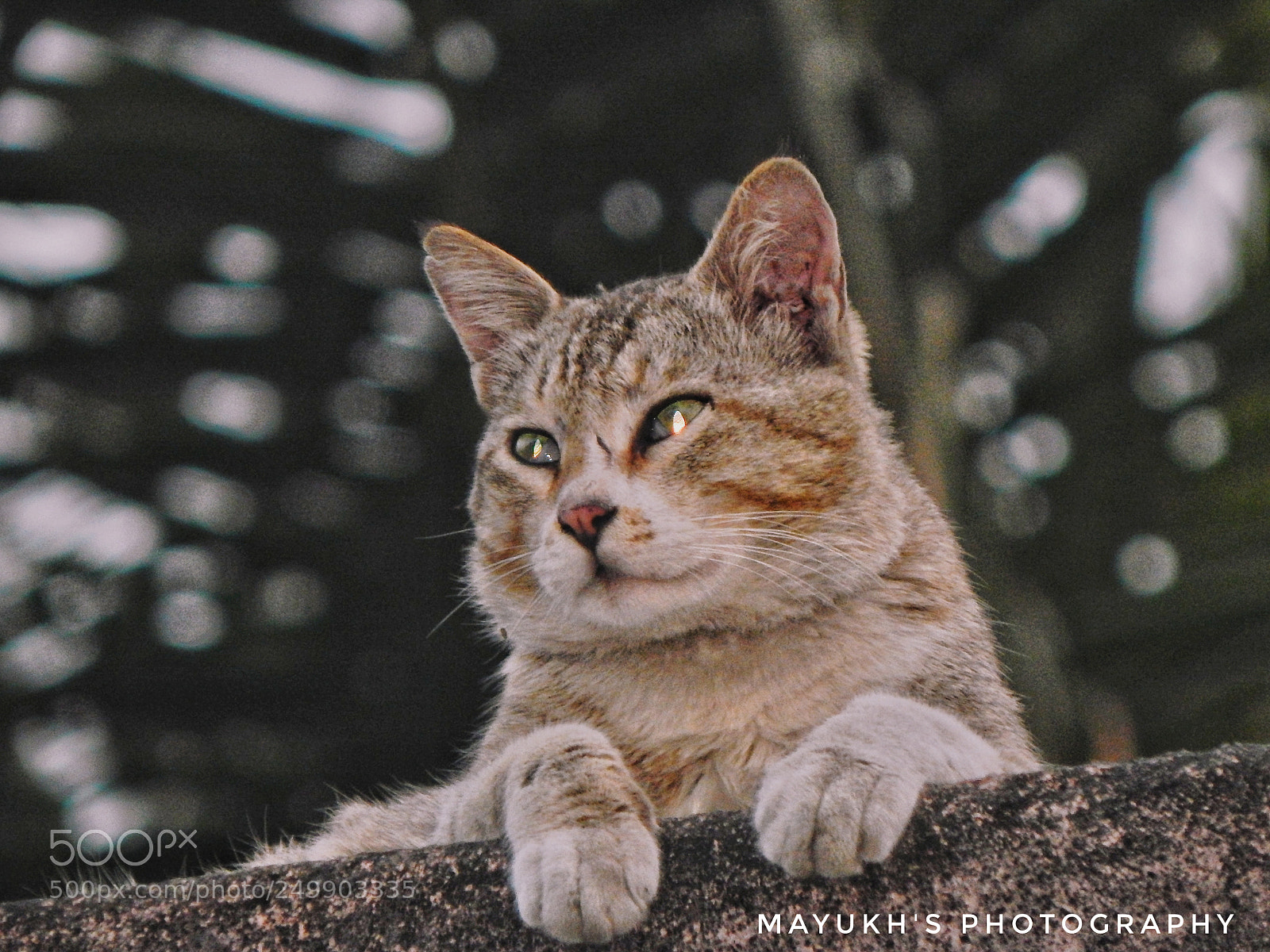 Nikon Coolpix L830 sample photo. Pose of a cat photography